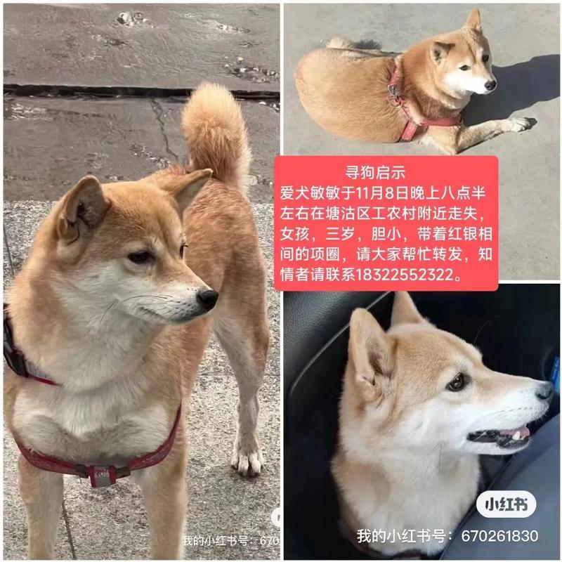 阴阳师柴犬搭配，阴阳师中柴犬守护是谁