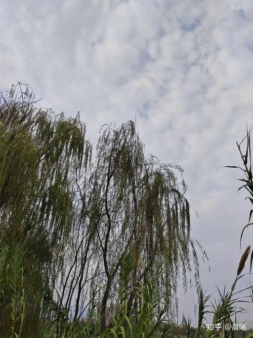 今日分享“天天贵阳麻将究竟有挂吗”（其实可以开挂）-知乎